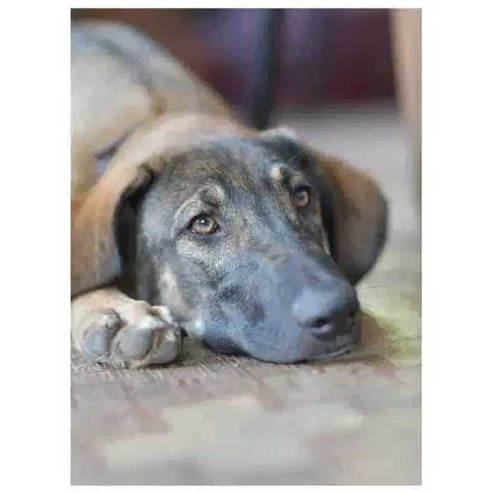 Активный молодой пес, щенок