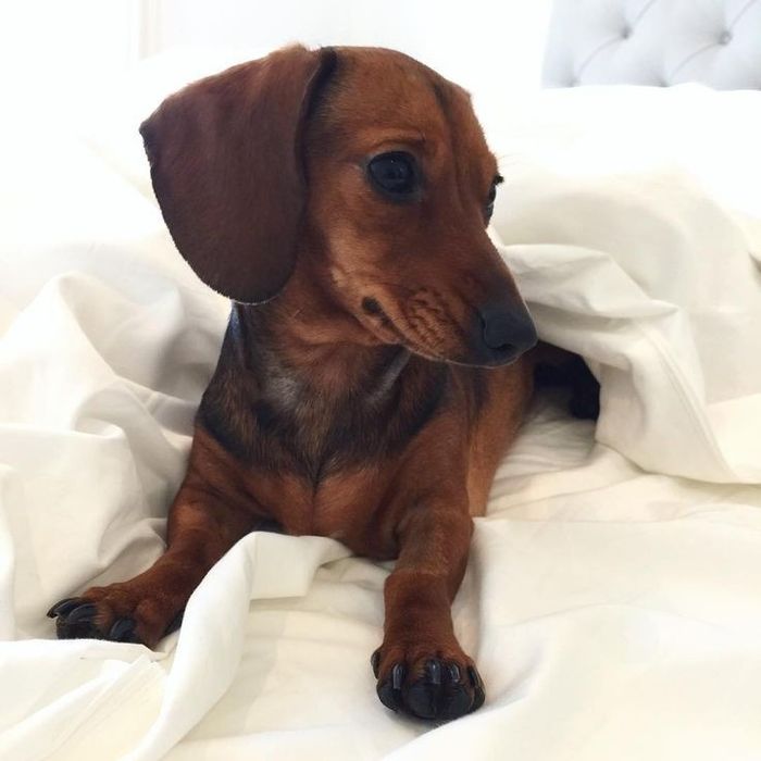 Сонячна гармонія у собачому силуеті