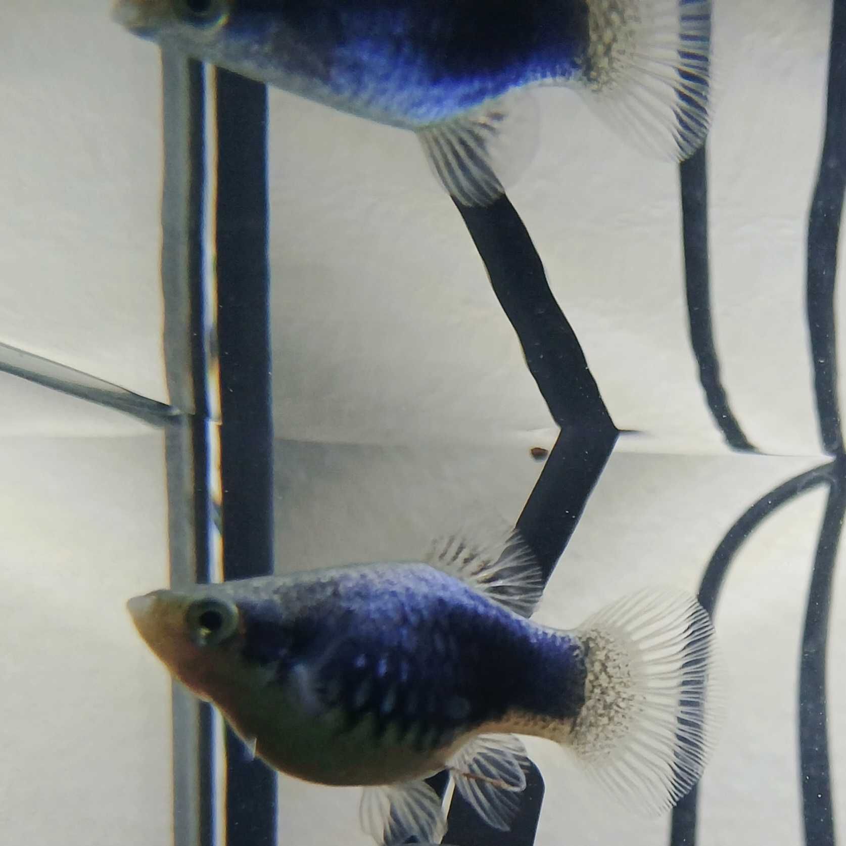Peixes Guppy'S, Molly'S e Platy'S