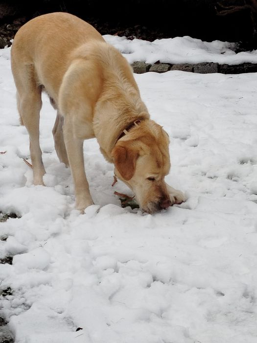 Oddam psa labladodra