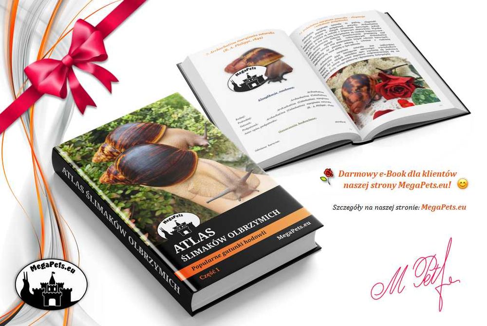 Coxobolellus albiceps Fluorescencja Krocionogi Wije Skoczogonki Ślimak