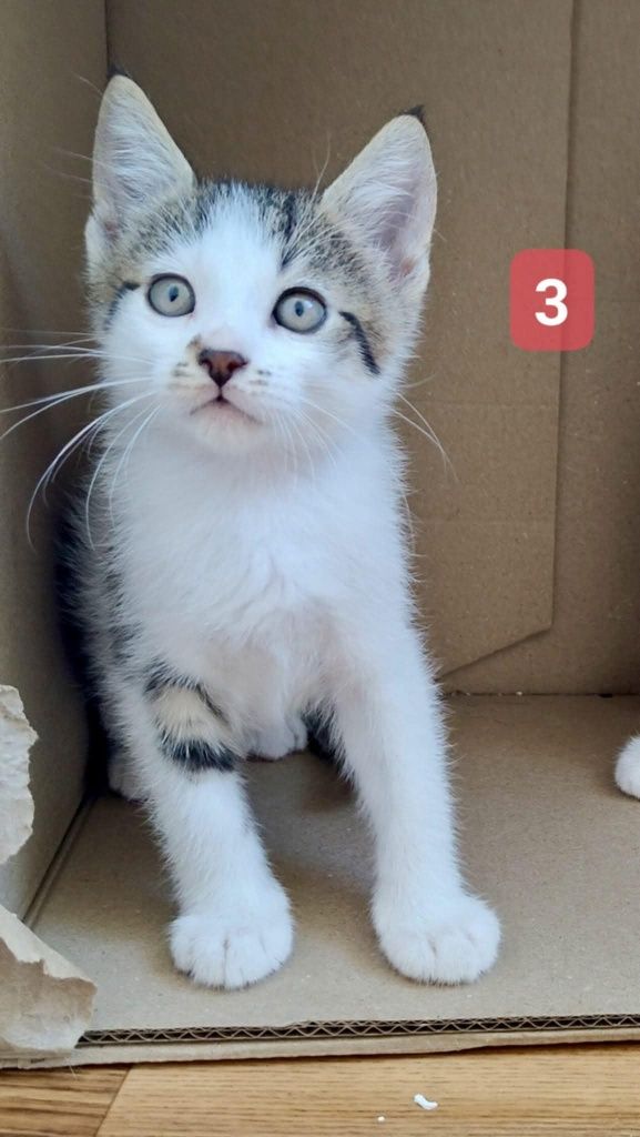 Trzech uratowanych kociaków szuka domków - do pilnej adopcji