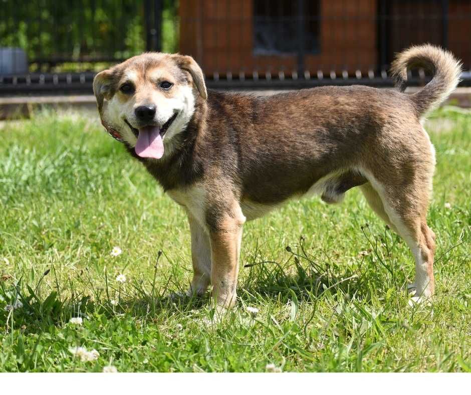 Smaczek - mały piesek do adopcji