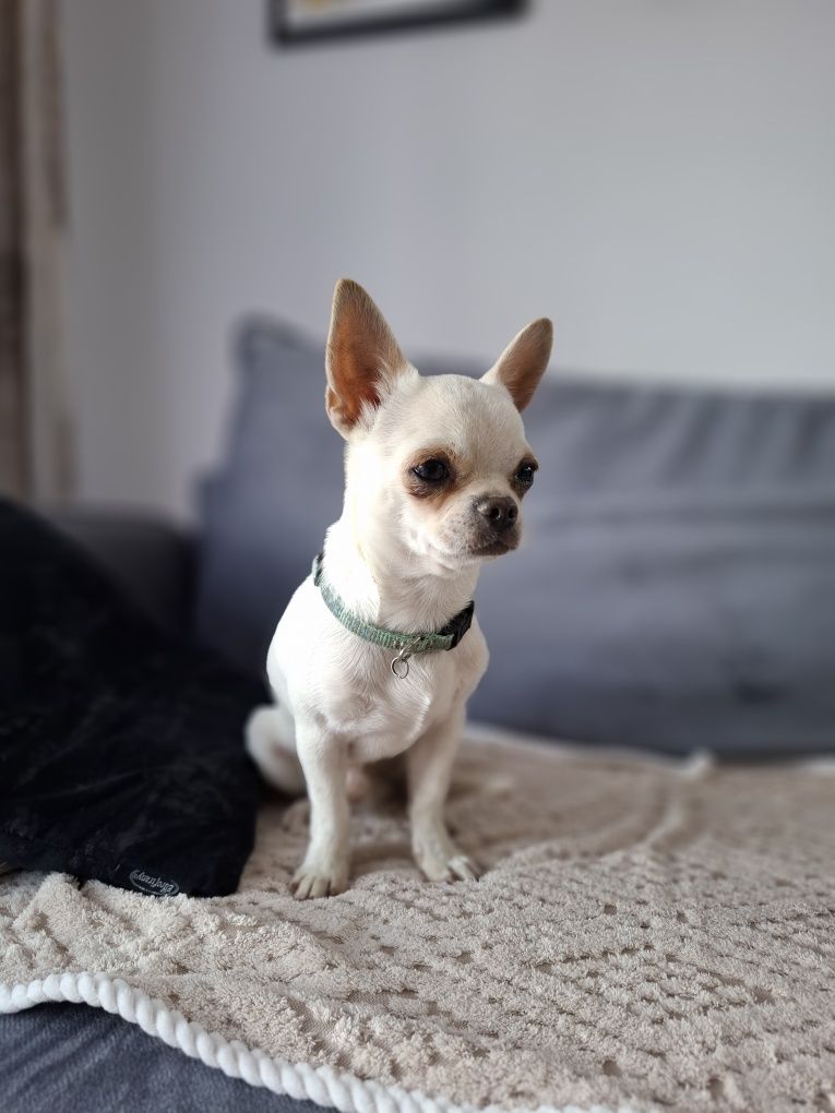 Pocieszny piesek chihuahua