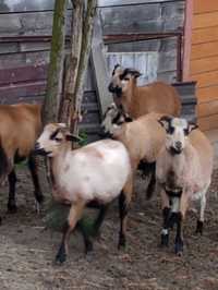 Owce, barany kameruńskie