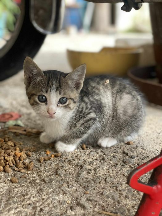 Gatinhos para adoçao responsavel