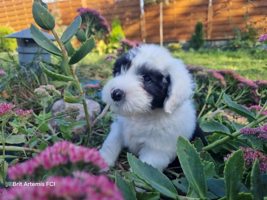Owczarek Staroangielski Bobtail Piesek 3