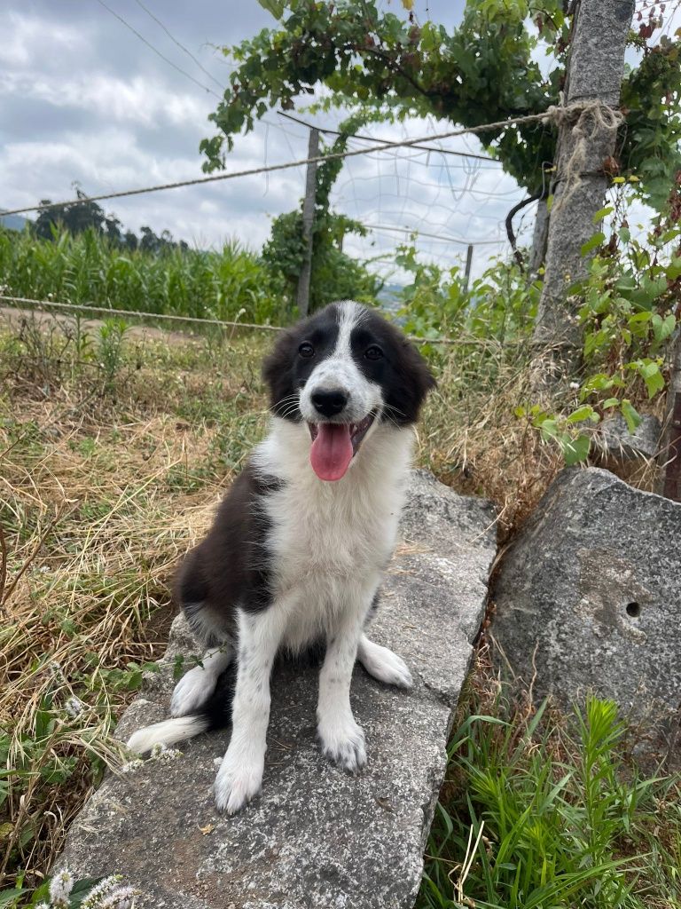 Border Collie TOP