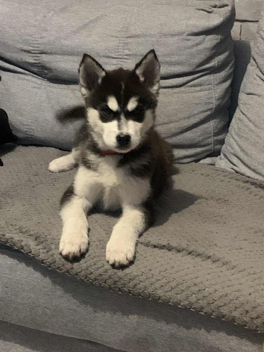 Szczeniak Syberian Husky