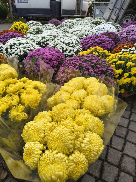 Chryzantemy wielkokwiatowe