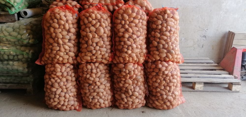 Ziemniaki wielkości sadzeniaka SORAYA QUEEN ANNA SAGITTA