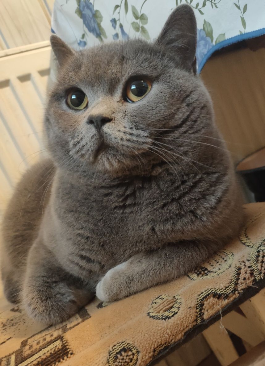 Кошенята, Котята, котики