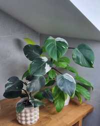 Philodendron White Knight