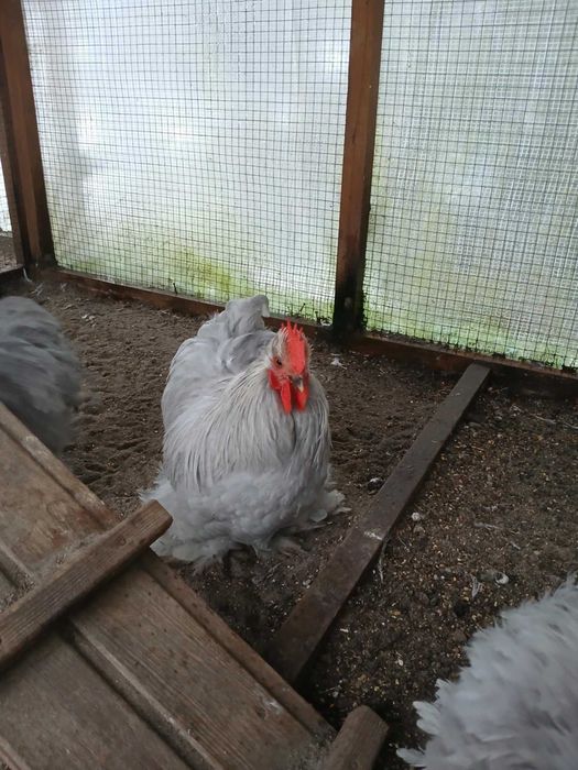 karzelek kochin karzelki kochiny mlodziez