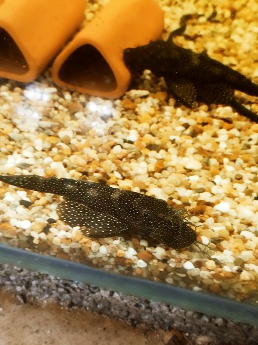 Zbrojnik ancistrus l 181 glonojad