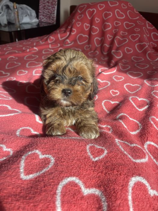 Shihpoo- uroczy piesek pudel, shih tzu