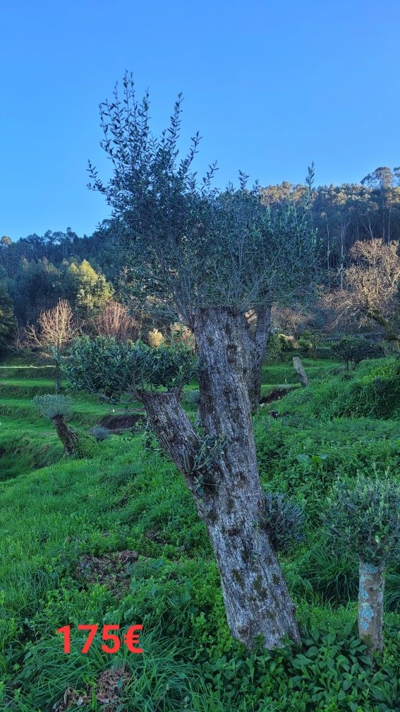 Oliveiras para Jardim