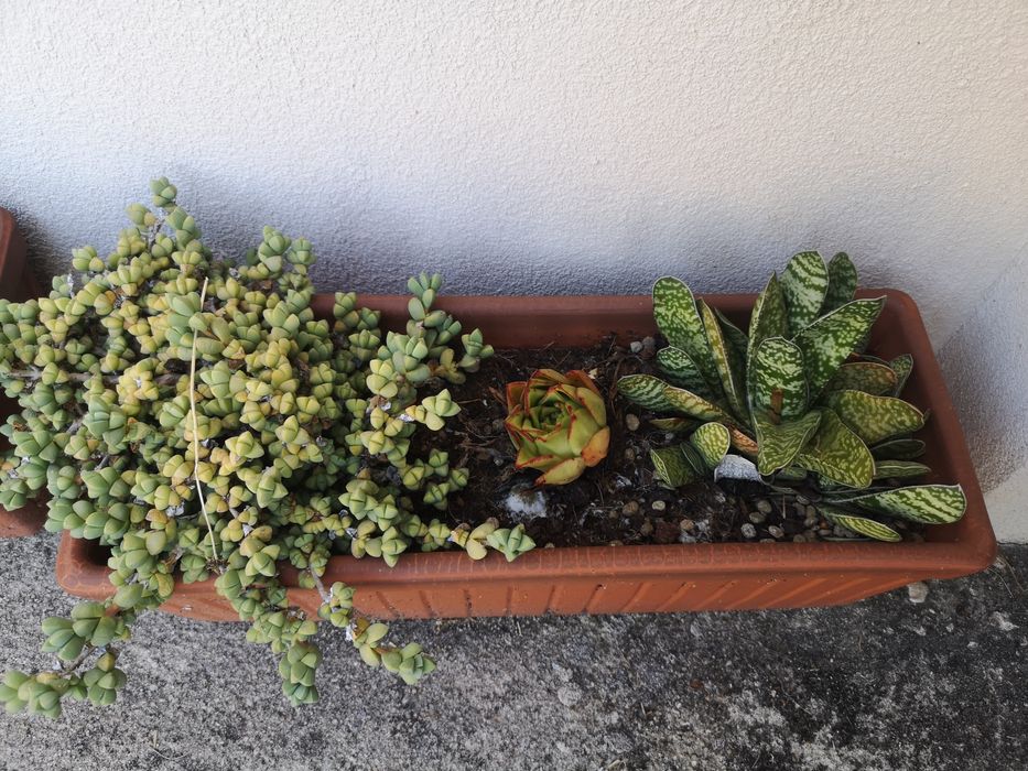 Suculentas floreira