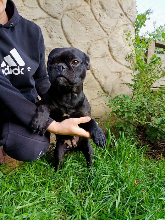 Француженки 2.5-3.5роки