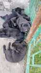 Oddam ZA DARMO pieska mix owczarek niemiecki i labrador