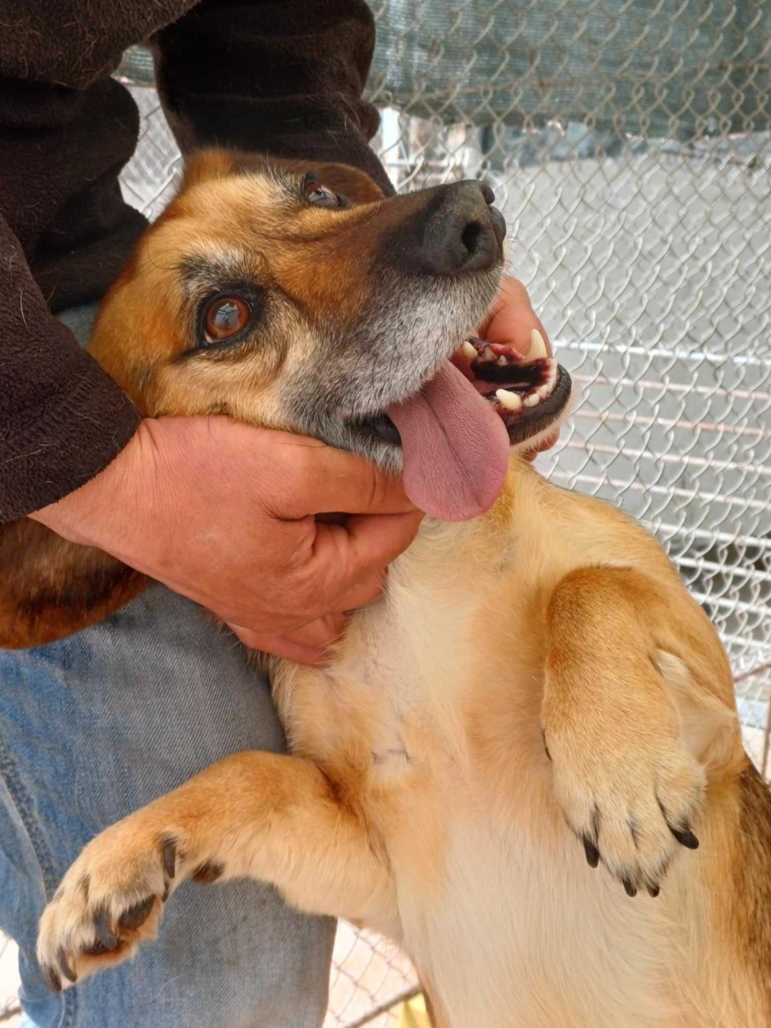 Pilne!!Kubuś po 4 latach od adopcji został porzucony daj dam Sylwia Wa