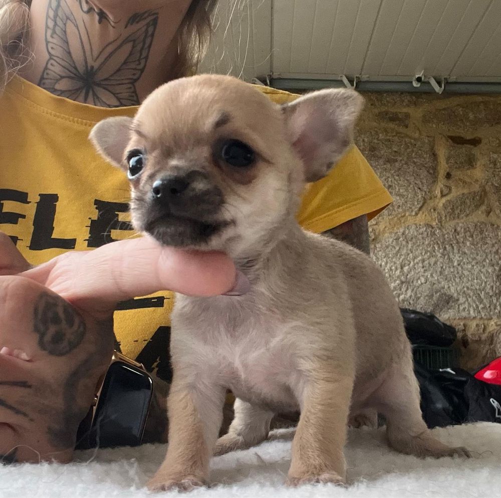 Chihuahua pelo curto femea