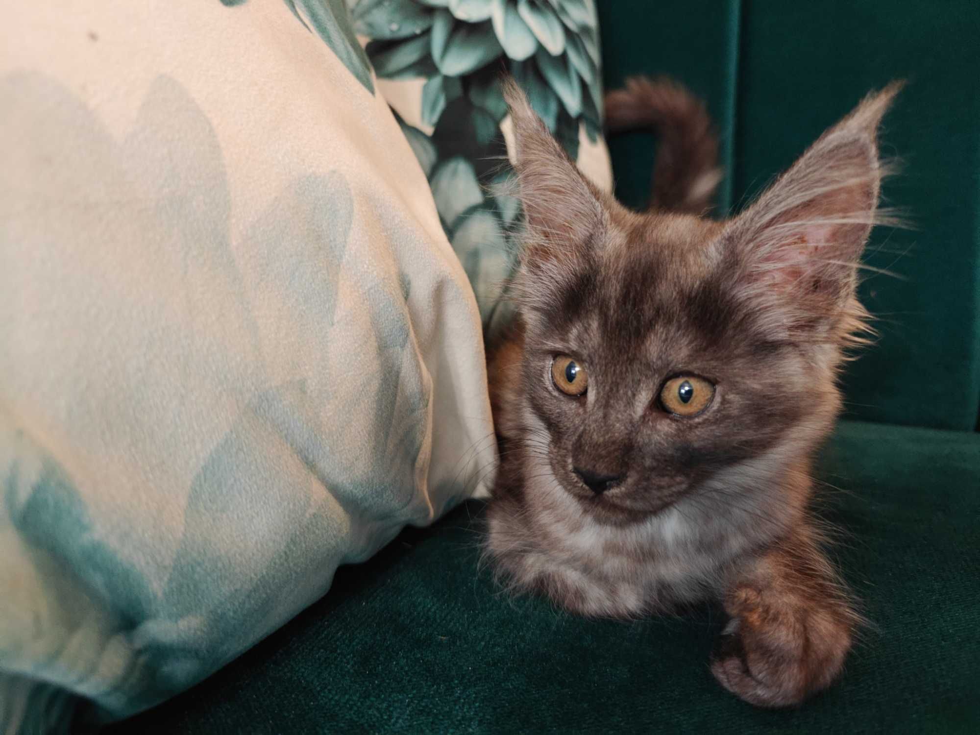 Kocięta Mco Maine coon fpl ccf niebieskie dymne srebrne