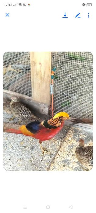 Bażant złocisty tegoroczne samce