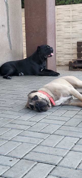 Cane Corso  PIES