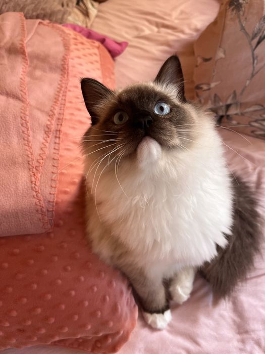 Ragdoll puchaty kocur/spokony/miziak bad genetyczne/ prawdziwy rodowod