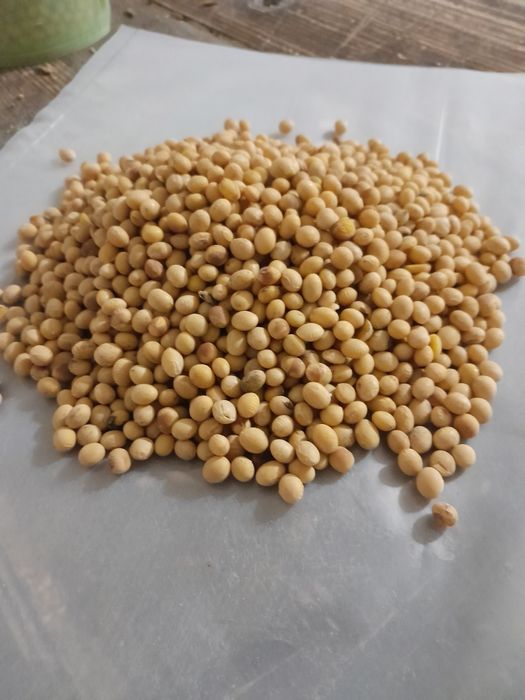 Соя.Мікрозелень та для приготування