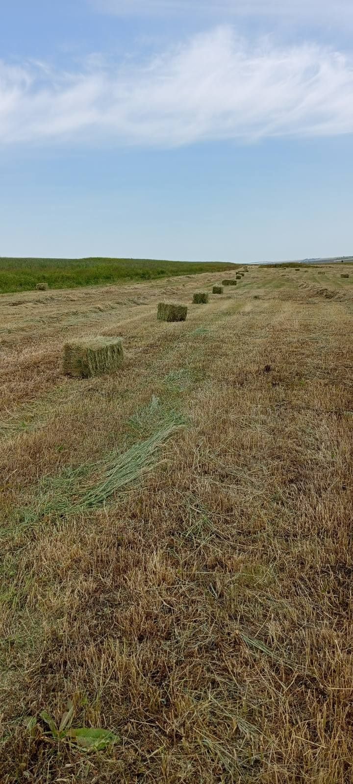 Продам сено луговое разнотравье