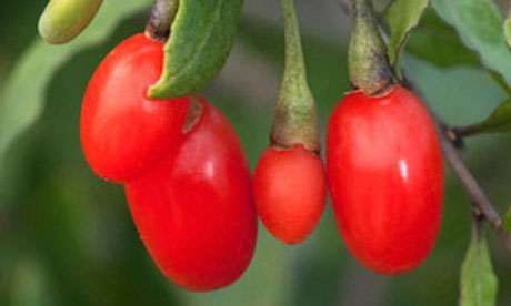 Pacote de sementes de Goji (lycium barbarum)