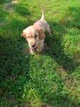 Cocker spaniel angielski piesek