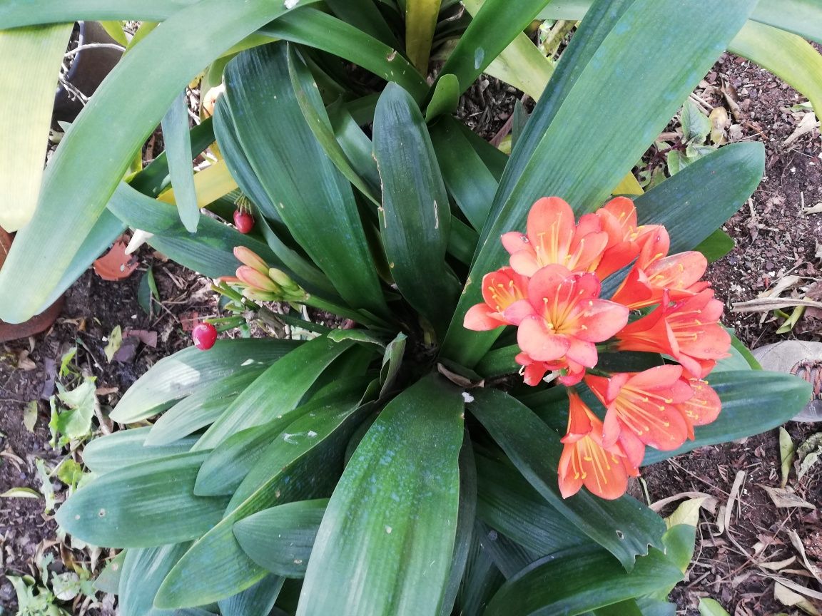 Vendo pés de clivia