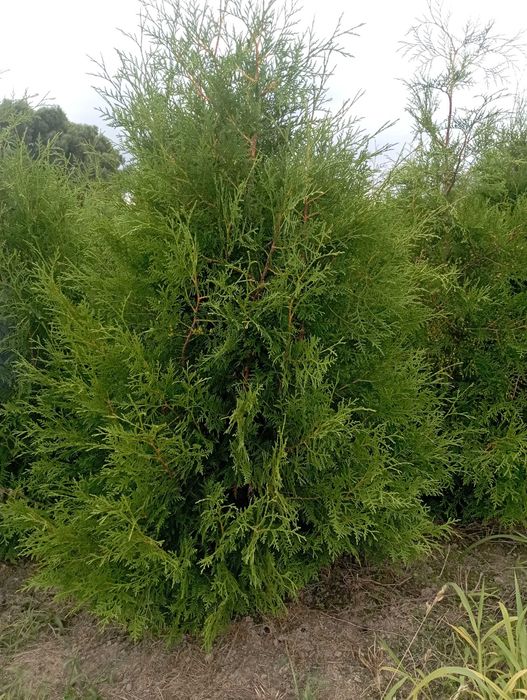 Sprzedam tuje 180 cm brabant szmaragd dowóz
