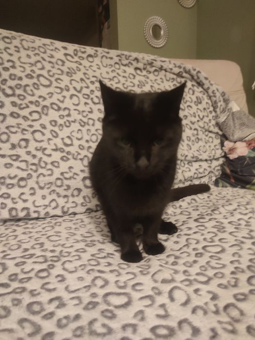Dzień dobry oddam śliczną czarną kotkę w dobre ręce