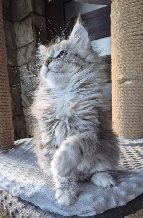 Jawa piękna kotka Maine Coon- zarezerwowana.