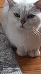 Brittish  shorthair femea