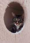 Sabrina do adopcji
