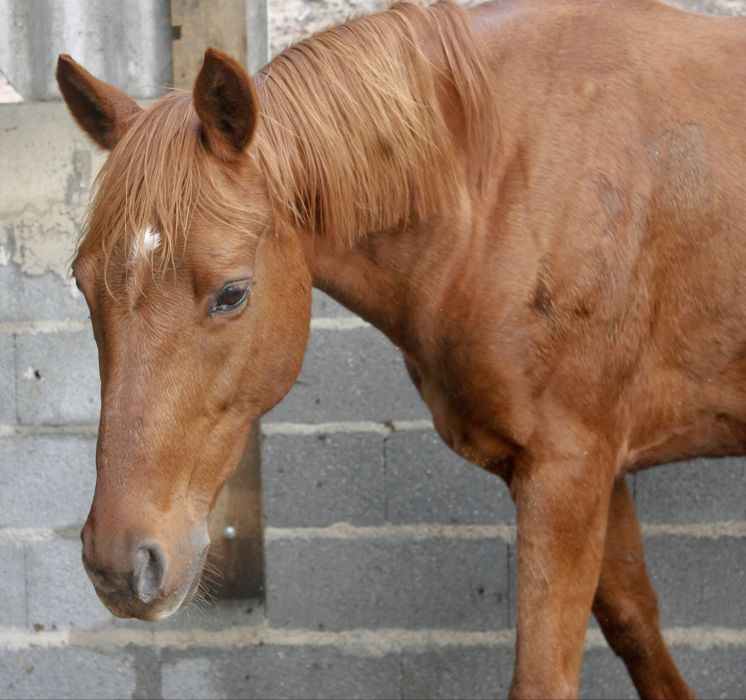 Trotadora francesa pura