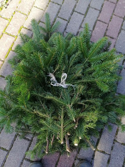 Stroisz gałązki jodła świerk