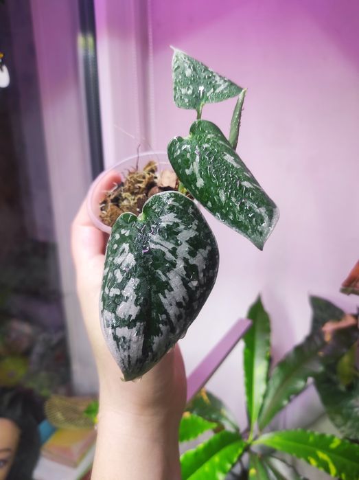 Филодендрон Rio, Сциндапсус Silver Ann