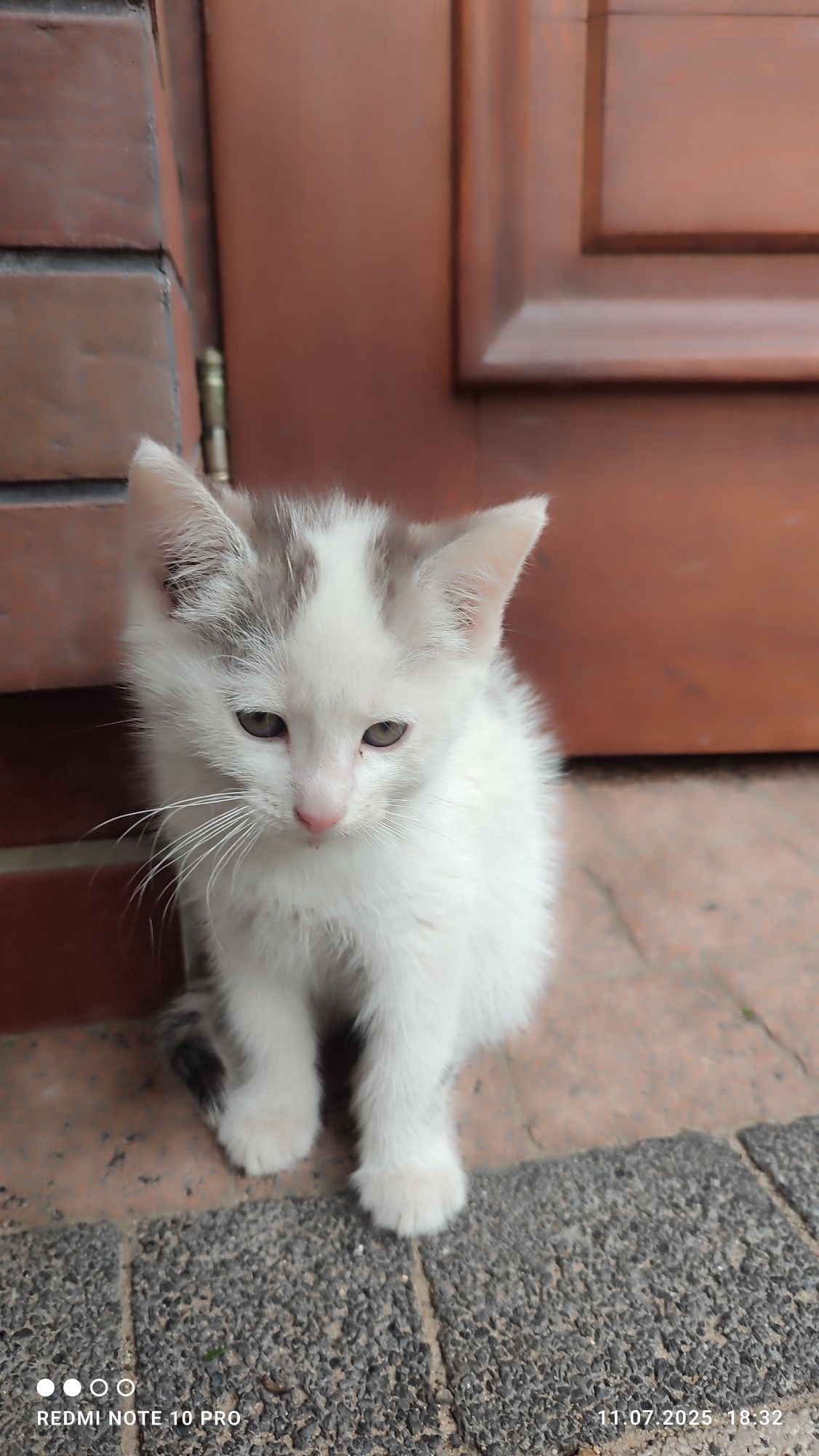 Puszyste kotki - oddam w dobre ręce