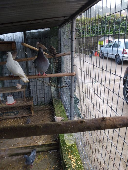 Vendo casal de pombos gigantes