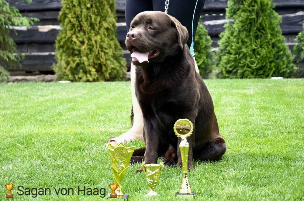 Labrador retriever czekoladowy