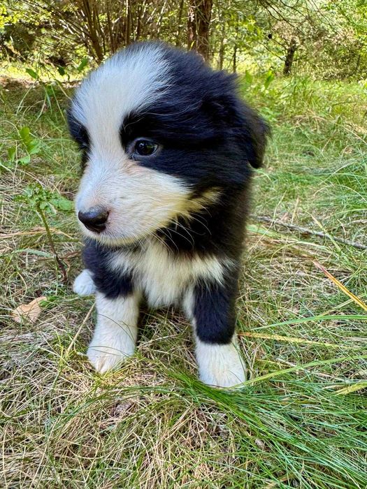 Border collie vers suka