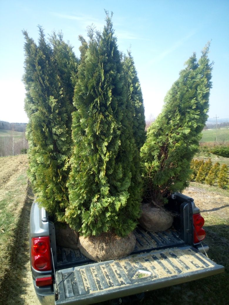 Tuja szmaragd tuja tuje szmaragdowa thuja smaragd