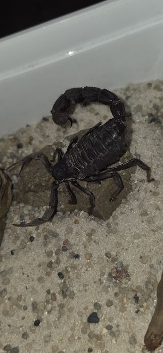Skorpion Parabuthus villosus