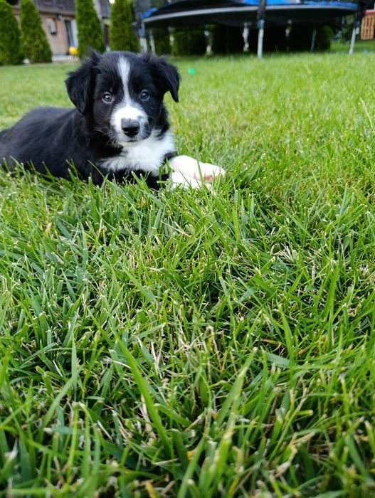 Piesek Border Collie